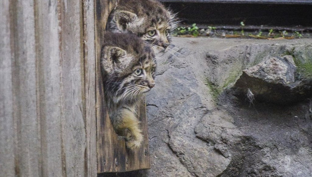 В новосибирском зоопарке родились котята манула.