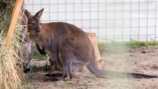 Барнаульский зоопарк умилил соцсети кенгуренком, который сидит на  самоизоляции в маминой сумке