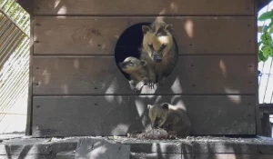 Барнаульский зоопарк опубликовал видео с первой прогулкой милых малышей носух.