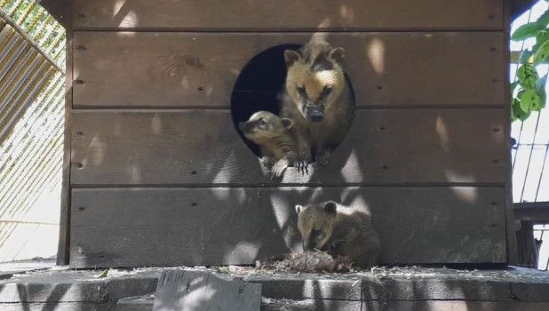 Барнаульский зоопарк опубликовал видео с первой прогулкой милых малышей носух.
