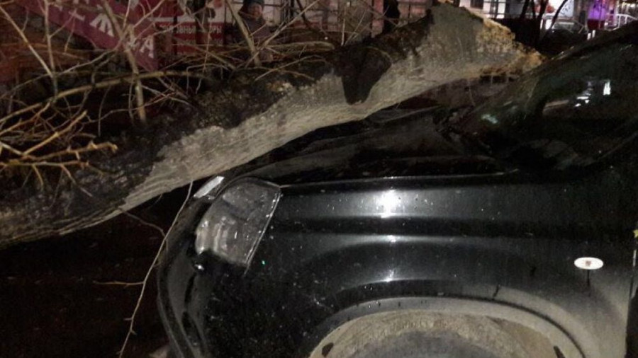 Дерево упало на машину в Рубцовске