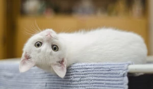 Кот. Белый котенок