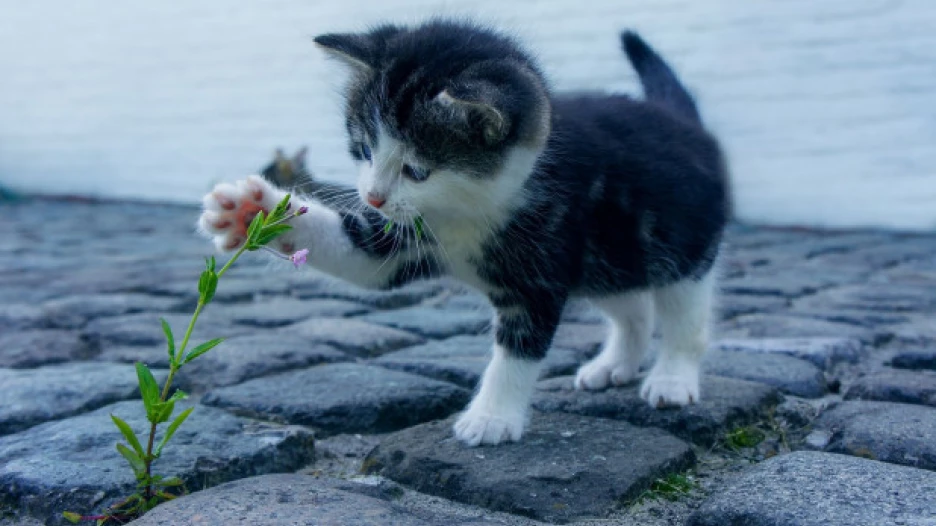 Котенок. 