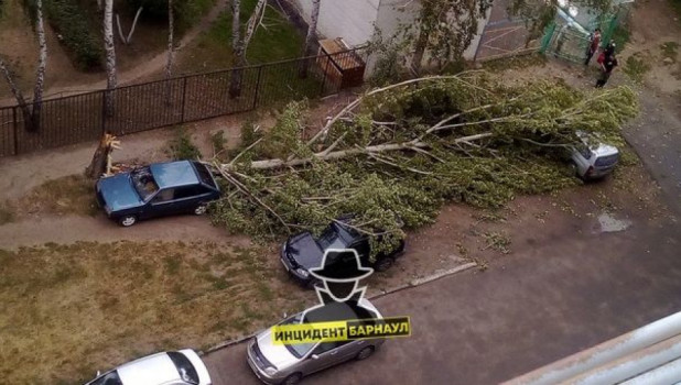 22 августа в Барнауле дерево упало на машину