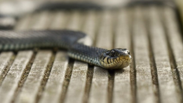 Змеи Таиланда - Кобры