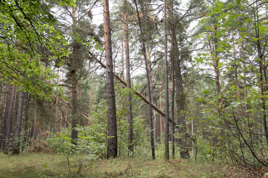 Лес в Барнауле после июньского шторма. Сентябрь 2018. 