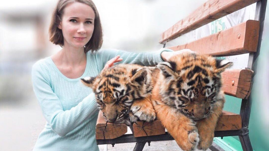 В Барнаульском зоопарке посетителям разрешили фотографироваться с тигрятами. 22 сентября 2018 года.