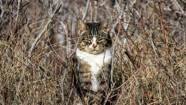 Кот.