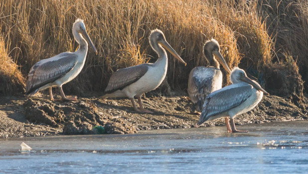 На Алтае остались зимовать кудрявые пеликаны.