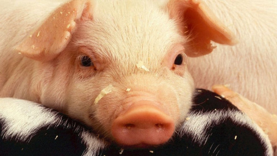 Заболеваемость свиным гриппом растет в Алтайском крае
