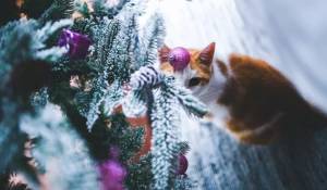 Новый год, Рождество. Кошка у елки.