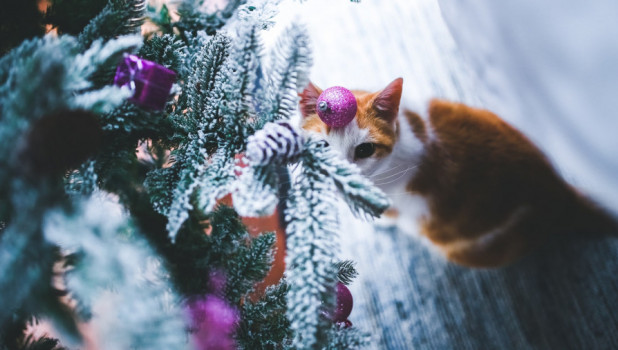Новый год, Рождество. Кошка у елки.