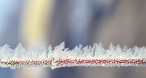 Зима, мороз. Изморозь.