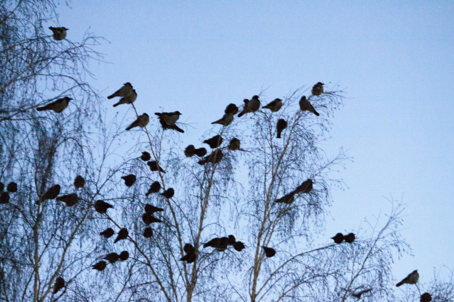 Массовые ночевки птиц в центре Барнаула.