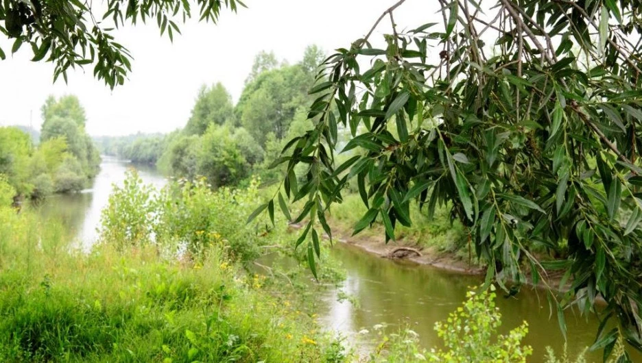 Берег реки Лосиха. 