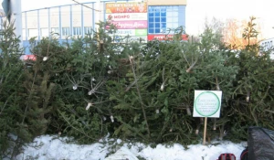 Акция «Елки, палки, пять бизонов».