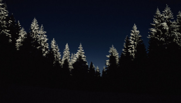 Ночь. Лес. Зима