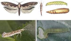 Капустная моль 