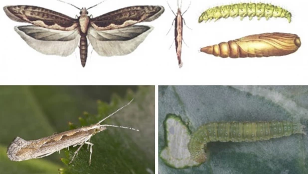 Капустная моль 