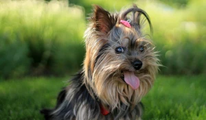 Йоркширский терьер.