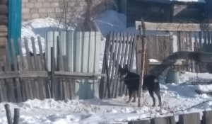 В Рубцовске собаки напали на женщину. 14 февраля 2019 года.