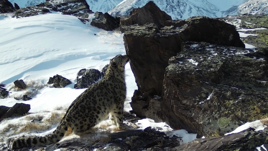 На плато Укок проверили фотоловушки, снимавшие барсов. Февраля 2019 года.