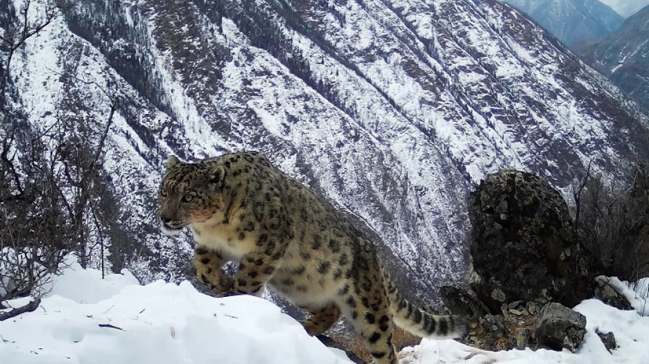 В долине реки Аргут прошла экспедиция по учетам снежного барса. Февраль 2019 года.