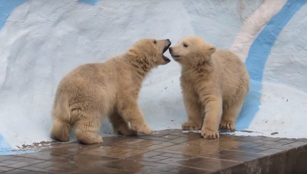 Медвежата в Новосибирском зоопарке