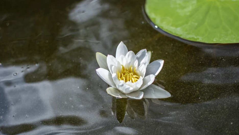 Кувшинка. Цветок