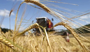 Сельское хозяйство.