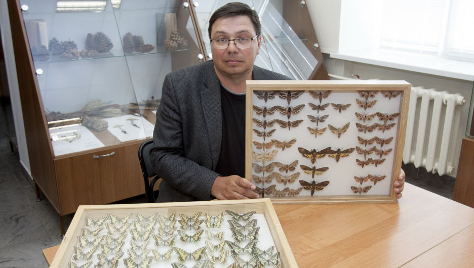 Кто изучает бабочек. Энтомолог — профессия, свзязанная с изучением насекомых. Насколько она актуальна? Интересный факт: бабочка откладывает своё потомство в одном месте много лет подряд