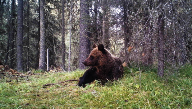 Медведи в Катунском заповеднике.