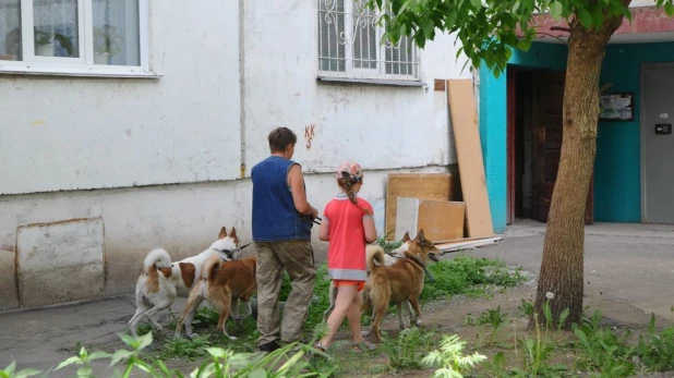 Собаки Надежды Фроловой.