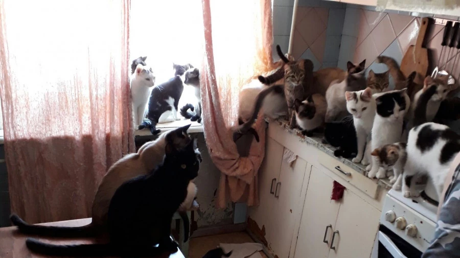 Кошки в проблемной барнаульской квартире.