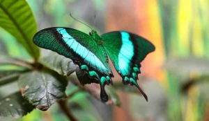 Выставка живых тропических бабочек.