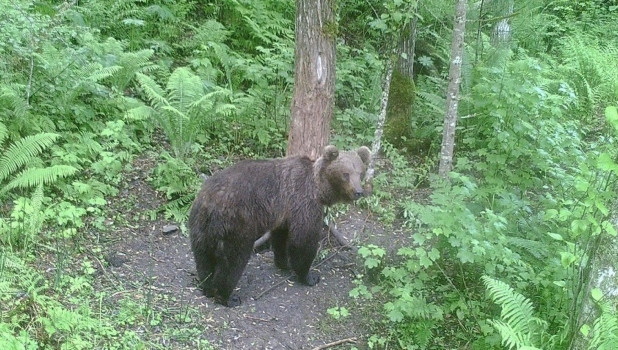 Алтайский заповедник. Медведь у маркировочного дерева.