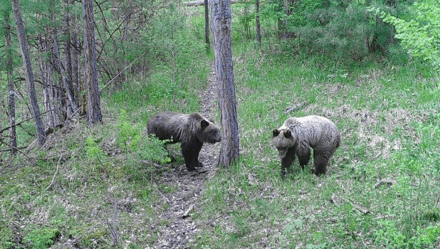 Алтайский заповедник. Молодые медведи у маркировочного дерева.