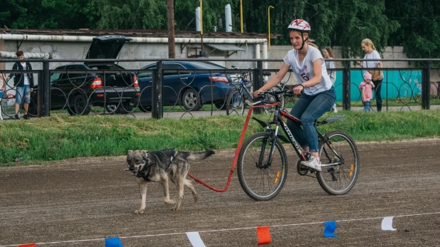 Велогонки с собаками "След 2019".