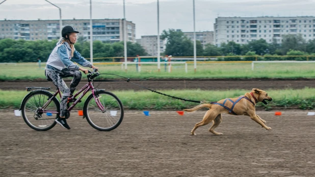 Велогонки с собаками "След 2019".