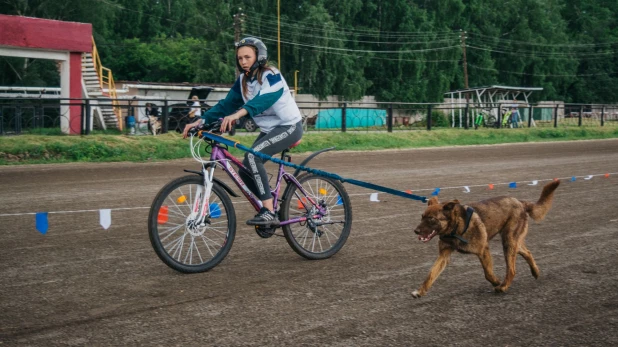 Велогонки с собаками "След 2019".