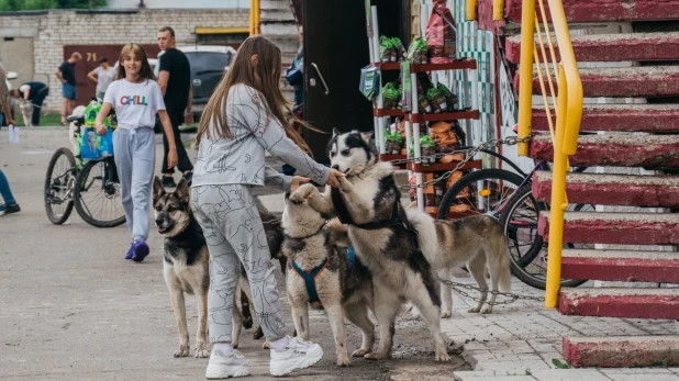 Велогонки с собаками "След 2019".