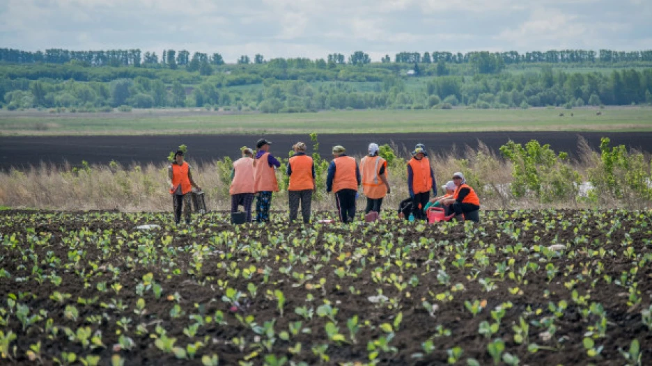 Работа на полях шипуновской колонии-поселении.