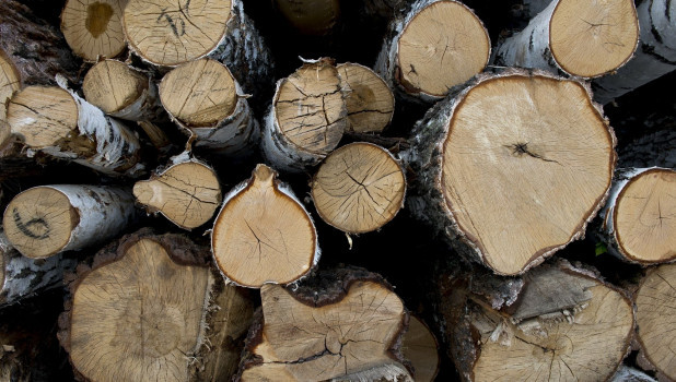 Алтайские семьи мобилизованных смогут получить древесину по льготе