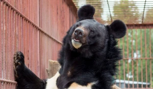 Гималайский медведь в Барнаульском зоопарке.