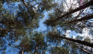 Ленточный бор.