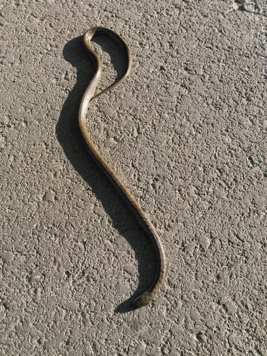 Змеи алтая. Огнёвая змея Алтайский край. Змеи Алтая гадюки. Хвост ужа. Фото змей Алтайского края.