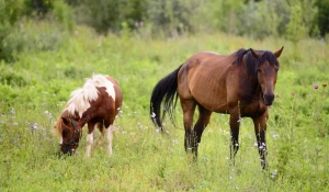 Усадебный Берег - Фирсово.