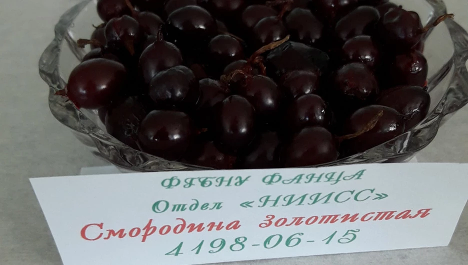 В НИИ имени Лисавенко представили новые уникальные сорта плодов и ягод