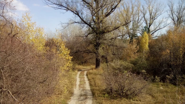 В районе бывшего пруда Лесной. Осень, 2018 год.