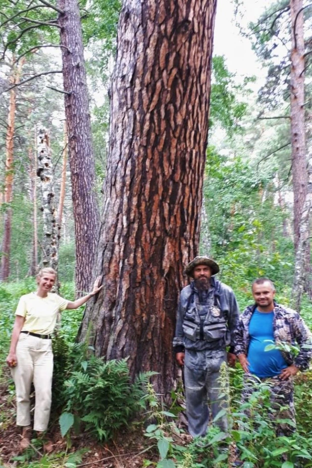 Старые сосны в ленточных борах Алтайского края.